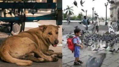 Photo of दिल्ली में आवारा कुत्तों तो मुंबई में कबूतरों पर विवाद…