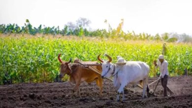 Photo of इन किसानों के आवेदन हो सकते हैं रद्द, कहीं आप तो नहीं कर रहे ये गलतियां