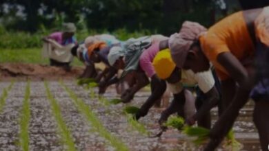 Photo of 3.3 अरब डॉलर के निर्यात के साथ भारत बना तीसरा सबसे बड़ा कृषि रसायन निर्यातक