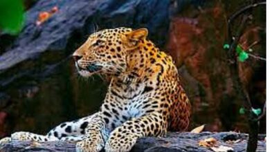 Photo of उत्तराखंड: आपदा ने छीन लीं बेजुबानों की सांसें, कुमाऊं भर में मिल चुके है बाघ-तेंदुए के शव