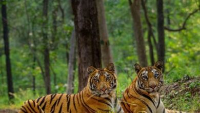 Photo of यूं ही मध्य प्रदेश नहीं कहलाता है ‘टाइगर स्टेट’, जंगल सफारी के लिए बेस्ट हैं ये 5 टाइगर रिजर्व