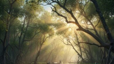 Photo of भारत दुनिया का नौवां सबसे बड़ा वन क्षेत्र वाला देश बना
