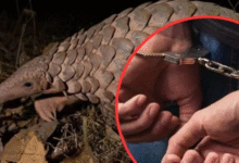 Photo of पेंगोलिन का अंतरराष्ट्रीय तस्कर लात्लेंन कुंगा मिजोरम से गिरफ्तार