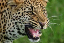 Photo of  कोटद्वार: भतकोट गांव में घर के आंगन में खेल रही चार साल की बच्ची को गुलदार ने मार डाला