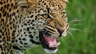 Photo of कोटद्वार: भतकोट गांव में घर के आंगन में खेल रही चार साल की बच्ची को गुलदार ने मार डाला